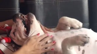 El adorable comportamiento de perrita cuando su dueña le hace masajes