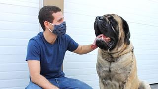 WUF: Más de 1,000 perros de albergue recibieron ayuda en esta pandemia