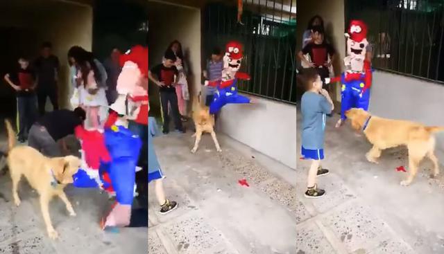 En México un perro labrador provocó risas al destruir una piñata de Mario Bros. El video llegó a Facebook y se ha vuelto viral por la cómica escena. (Foto: Captura)