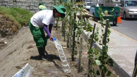 Arequipa: Comuna realizará una campaña de arborización al mes