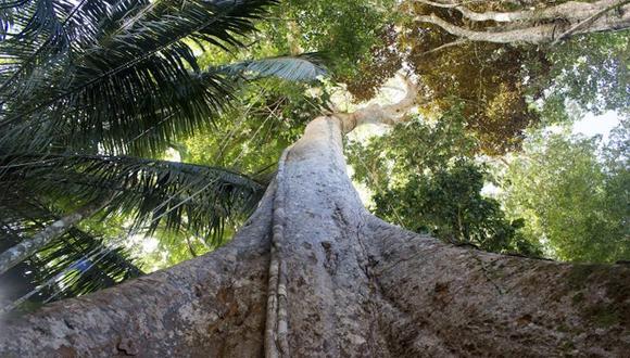 Un shihuahuaco dentro de la concesión para la conservación Arbio Perú, en Madre de Dios. Foto: Gianella Espinosa / Arbio Perú.