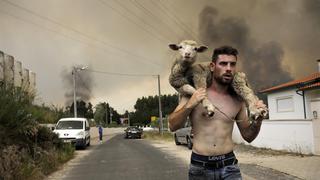Las sorprendentes imágenes de una oveja siendo rescatada de las llamas que azotan Portugal