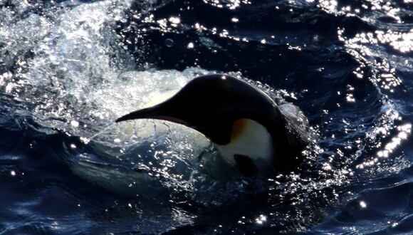Pingüinos dan la bienvenida a rompehielos de investigación en la Antártida