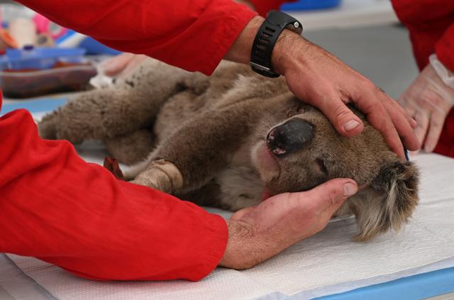 Un koala herido está siendo tratado por quemaduras por un veterinario en un improvisado hospital de campaña en el Kangaroo Island Wildlife Park. (Foto: AFP)