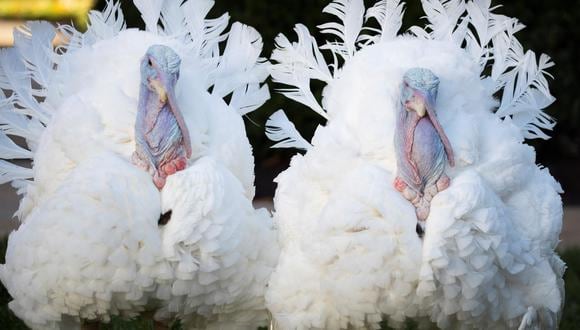 El Pavo Nacional de Acción de Gracias 2021 y su suplente en el Rose Garden de la Casa Blanca, en Washington, el 19 de noviembre de 2021 para ser indultados por el presidente de Estados Unidos Joe Biden. (EFE / EPA / MICHAEL REYNOLDS).