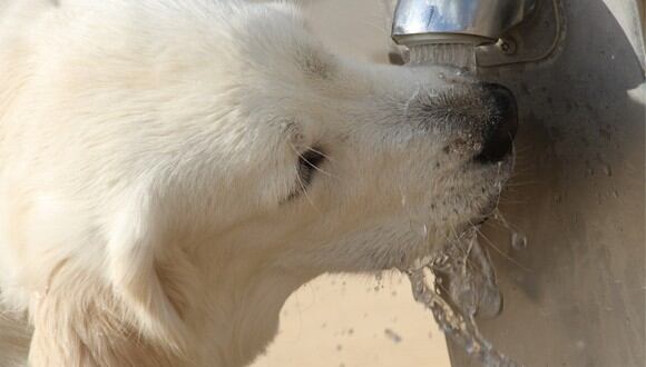 Trucos caseros | Descubre si el agua de caño es buena o mala para tus perros. (Foto: Pixabay/Magui).