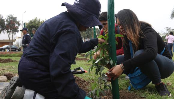 Las especies disponibles para adopción son: tecoma, tulipán, calistemo, álamo, tipa, jacarandá, ponciana, molle serrano y molle costeño. (Foto: Municipalidad de San Borja)