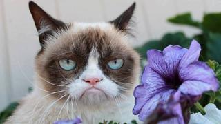 La gata "Grumpy Cat", famosa por sus memes en Facebook, llegará al cine