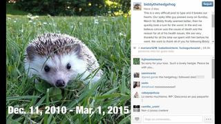 Instagram: fallece Biddy, el erizo estrella en la web