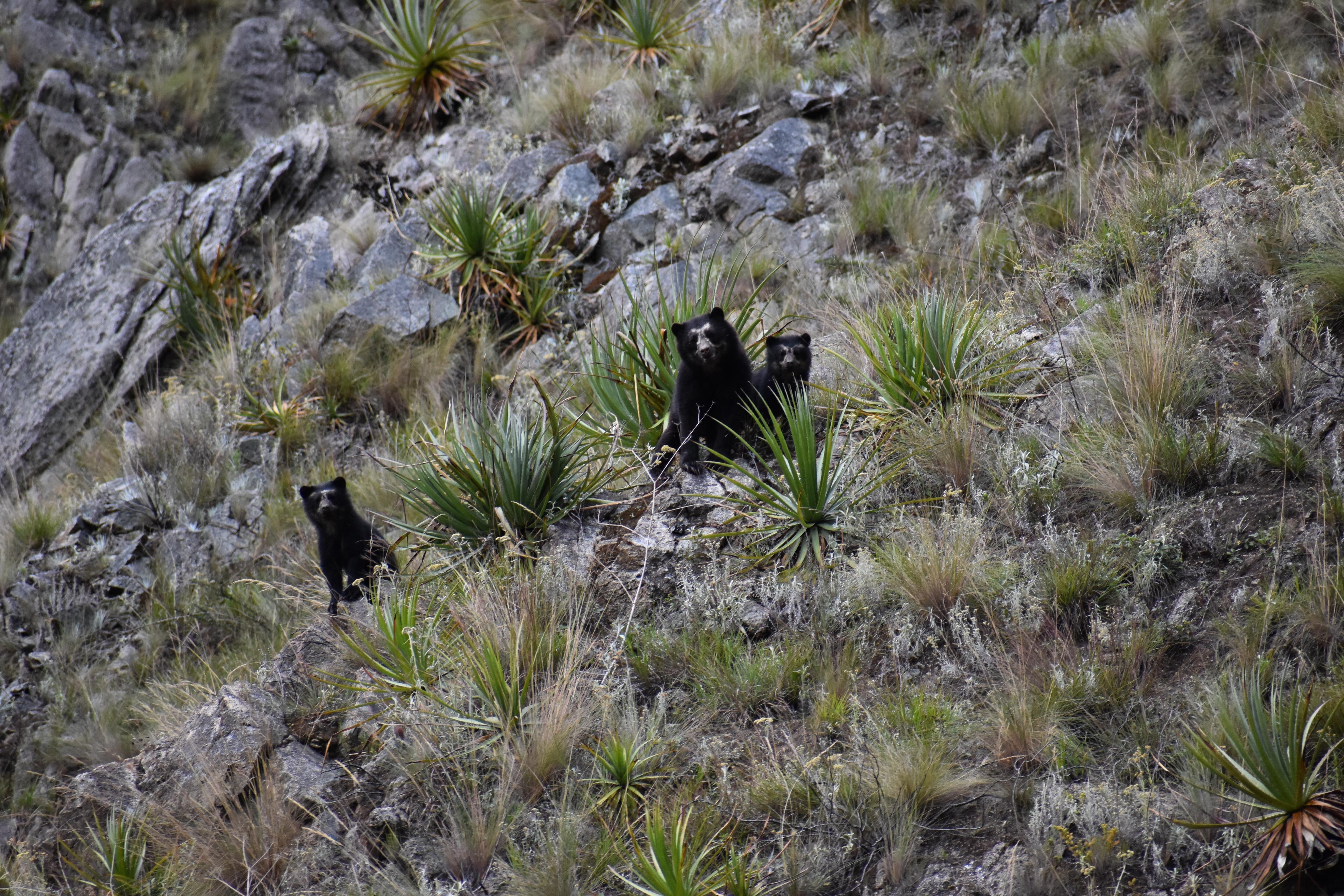 Los avistamientos de osos andinos en el Santuario Histórico de Machu Picchu son una evidencia de que el bosque está sano en esa zona. (Foto: Sernanp)