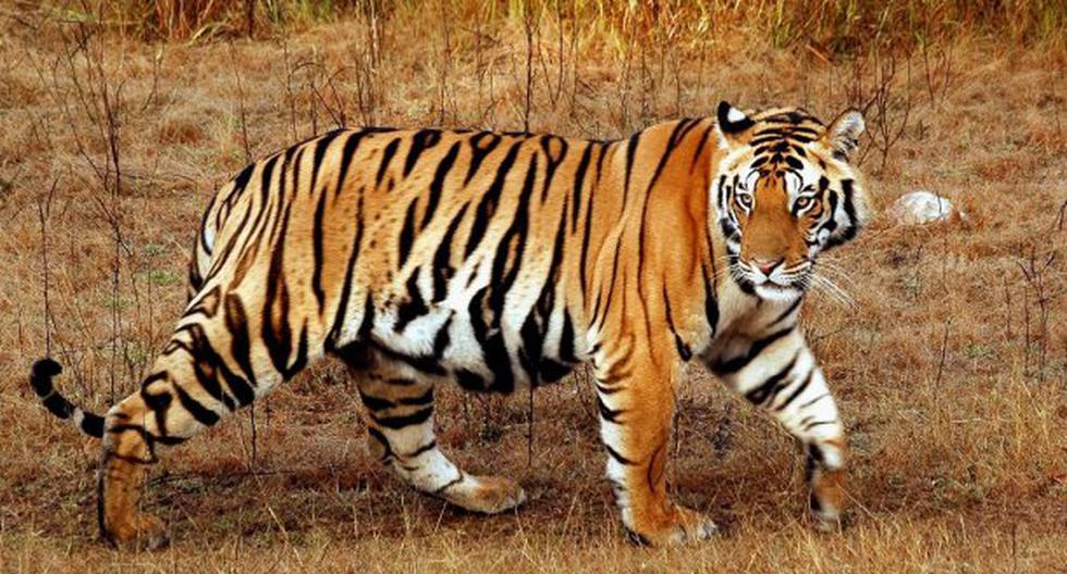 Tigre atacó varias veces a un hombre hasta causarle la muerte. (Foto: pixabay)