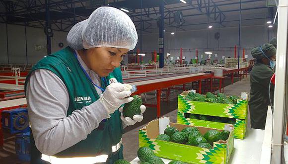Productores peruanos ya pueden exportar palta Hass a Argentina