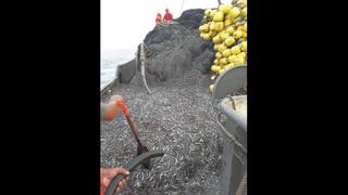 Áncash: suspenden por 3 días segunda temporada de pesca de anchoveta