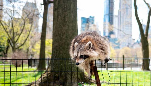 Un mapache salta sobre una cerca en Central Park. (Foto: AFP)