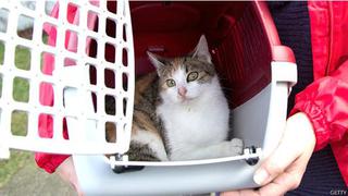¿Por qué los gatos padecen menos estrés si están en una caja?
