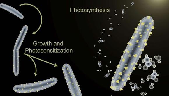 Logran que una bacteria realice fotosíntesis