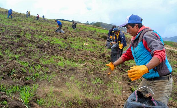 Los pobladores de Santa Cruz y Coigobamba laboran en el programa social "Sembrando lo mío".
