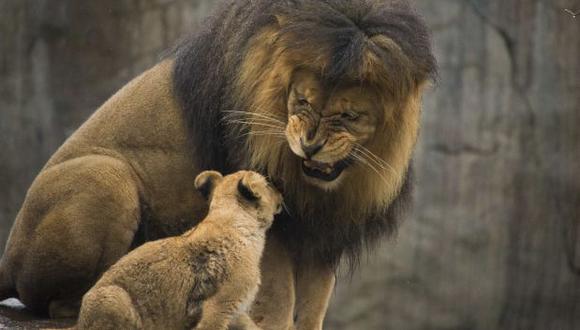 Dinamarca: Zoológico sacrifica a cuatro leones
