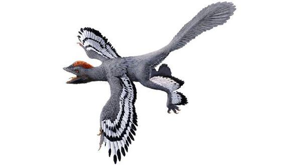 Ilustraci&oacute;n del Anchiornis. (Foto: Julius T. Csotonyi/REUTERS)
