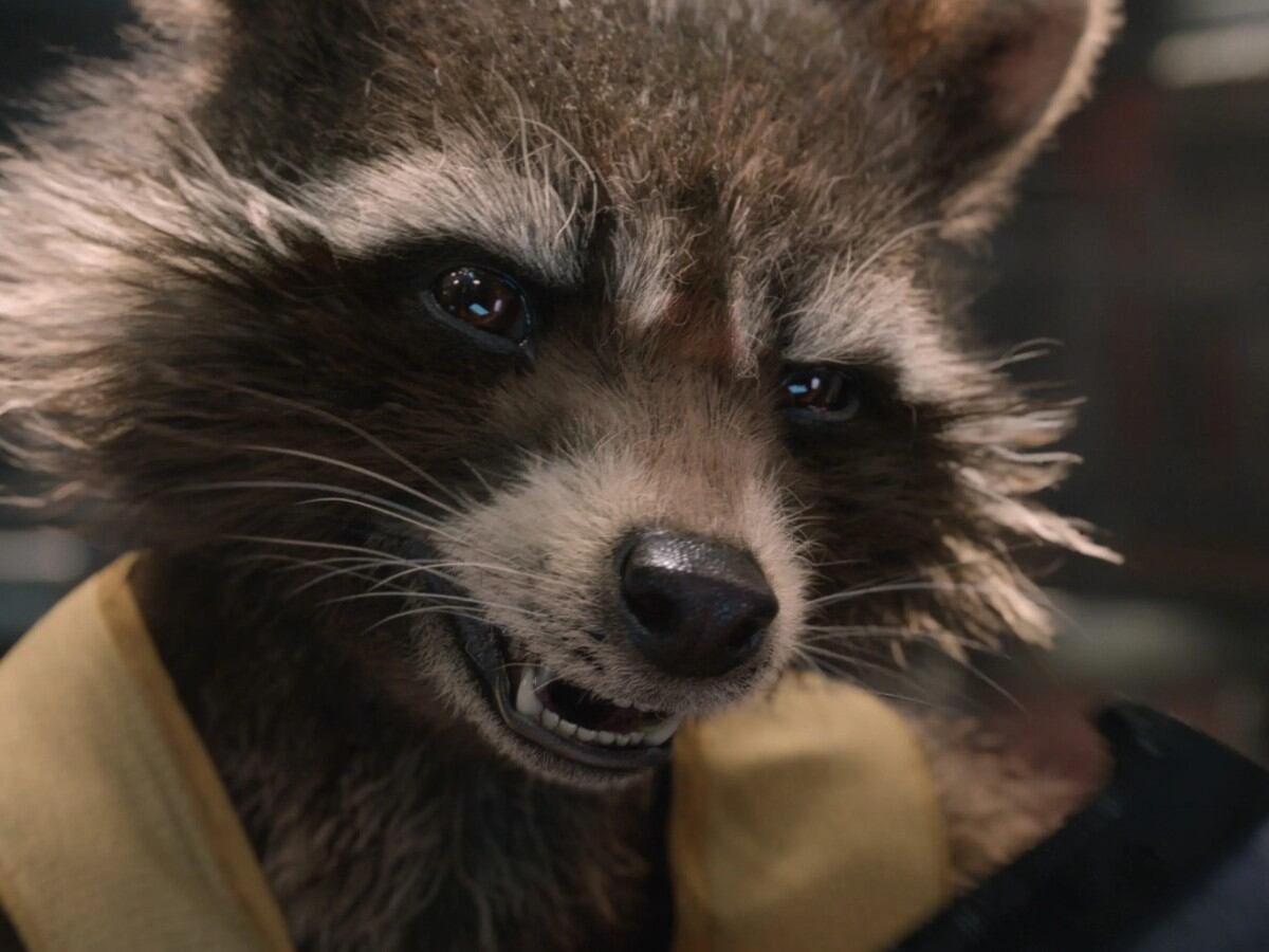 Guionista de Guardians of the Galaxy anuncia la muerte de Rocket Raccoon y  mi corazón no lo resiste, Entretenimiento Geek