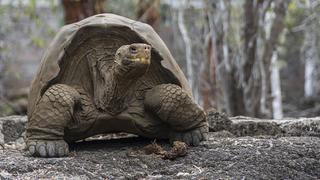 Tortugas gigantes están fuera de peligro tras erupción de volcán en Galápagos