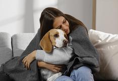 ¿Consideras adoptar una mascota? Psicólogo indica los beneficios de tener la compañía de un animal en casa