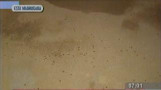 Lurín: niño murió por picaduras de abeja tras toparse con panal