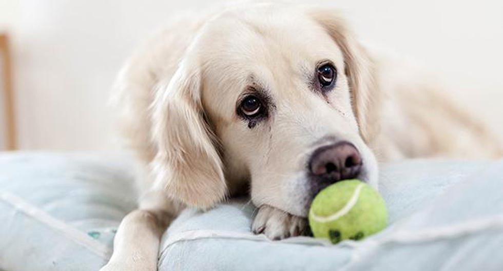 Los perros también pueden sufrir depresión. (Foto: Pixabay)