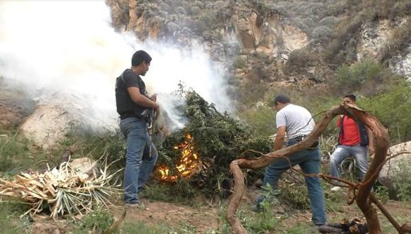 Áncash: incineran más de 1.463 plantones de marihuana en Caraz