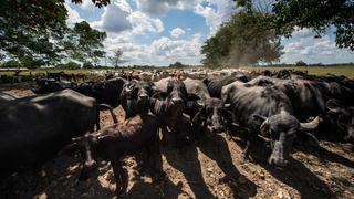 ¿Por qué es riesgoso el oficio de criar ganado en Venezuela?