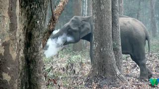 El elefante que echa humo por la boca e impresiona a científicos