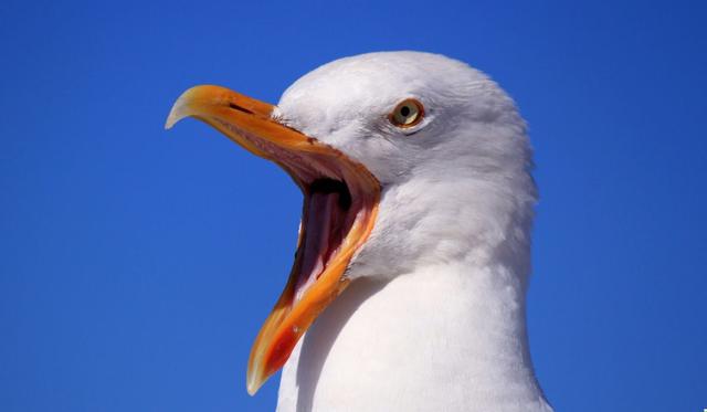 La foto del ave causó asombro en las redes. (Foto referencial: Pixabay)