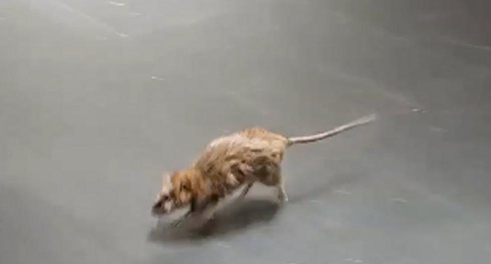 Rata enorme fue captada correteando en una tienda. (Foto: Captura)