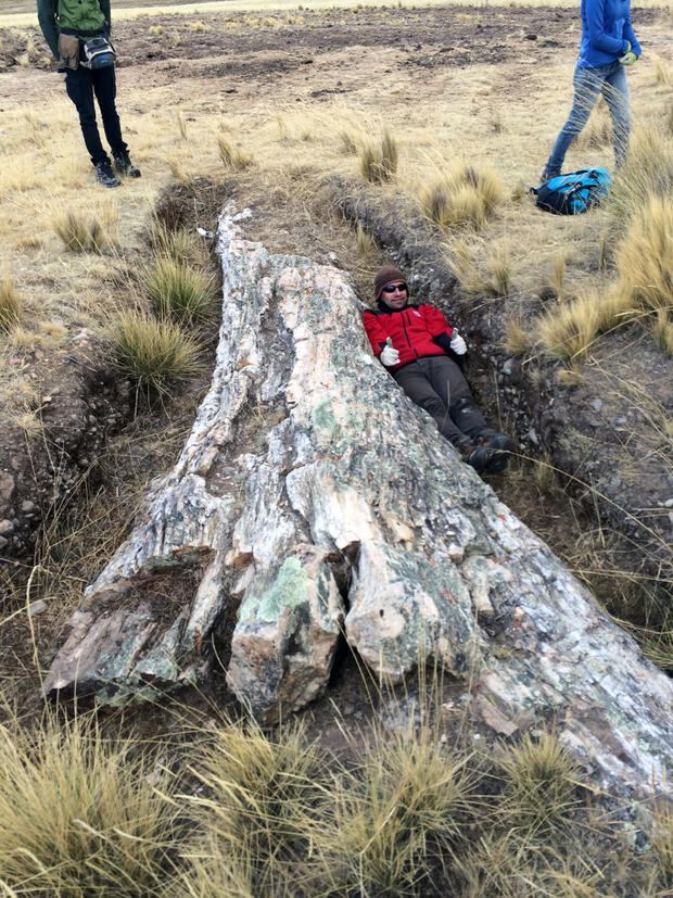 Paleontología | Un árbol fósil ayuda a recrear el Perú prehistórico |  TECNOLOGIA | EL COMERCIO PERÚ