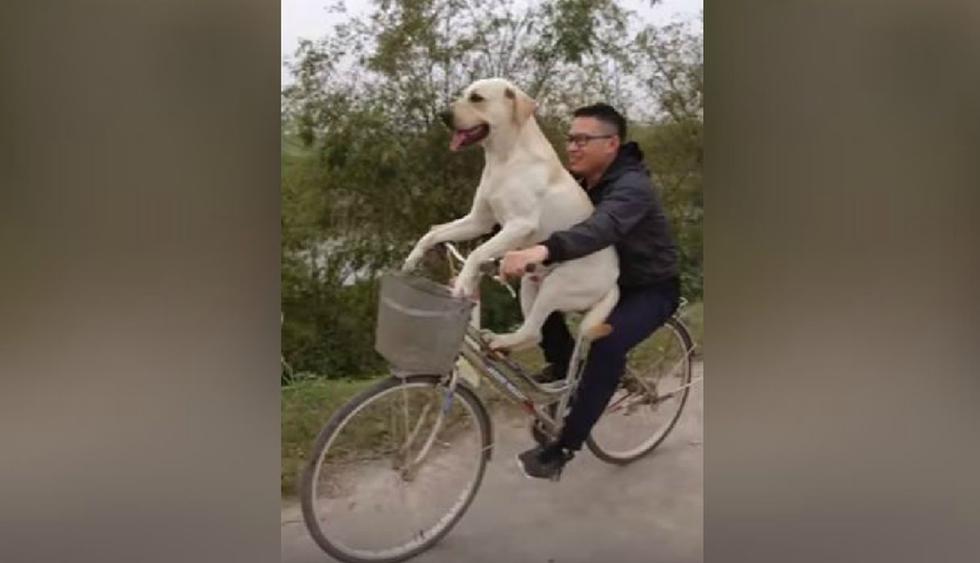 El perro no muestra miedo alguno al andar en bicicleta. (YouTube: ViralHog)