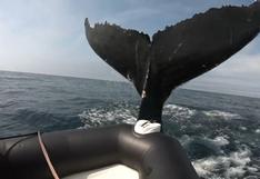 YouTube: turistas fueron asustados por una ballena jorobada mientras navegaban por el mar de Canadá | VIDEO