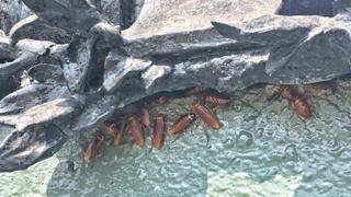 Monumento a Bolognesi luce lleno de cucarachas y basura