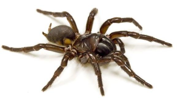 Veneno de araña podría ayudar a víctimas de infarto cerebral