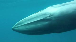 La escurridiza ballena que nunca se había filmado [VIDEO]
