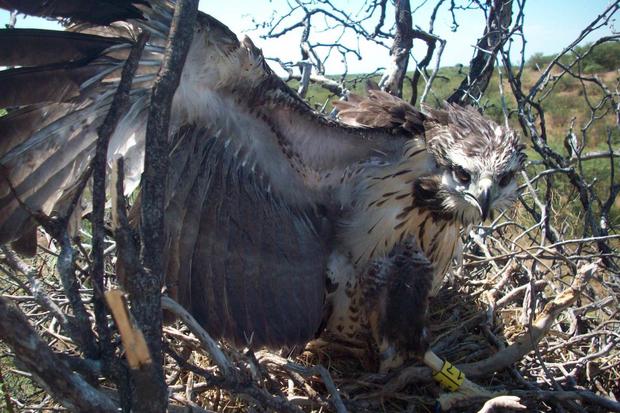 El misterio del águila del Chaco: un ave en peligro que muy pocos estudian  | TECNOLOGIA | EL COMERCIO PERÚ