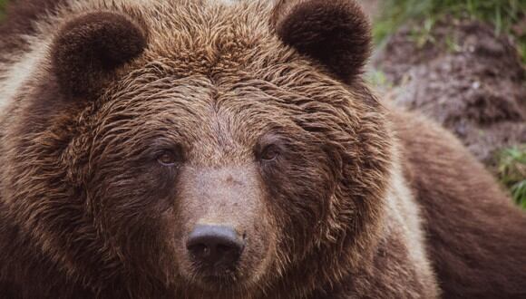 El oso grizzli estaba a pocos pasos de la tiktoker quien se encontraba dentro de su auto. (Foto: Pexels)