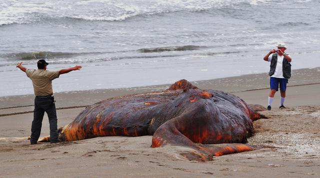 Animales marinos siguen muriendo en la costa norte - 1