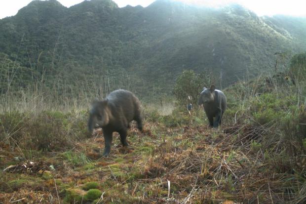 Imágenes de cámaras trampa del tapir de montaña (Tapirus pinchaque). Foto: SBC Perú.