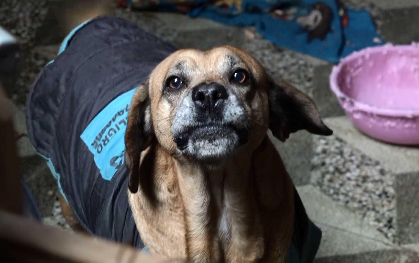Este es uno de los 32 perritos rescatados por Carmen Larenas en Ventanilla (Foto: El Comercio/Óscar Paz).