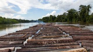 EE.UU. sanciona a exportadora peruana por madera ilegal