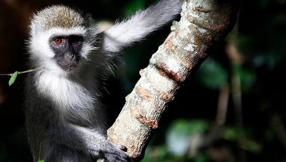 Conoce todo lo que debes saber sobre la viruela del mono y dónde ha sido detectado últimamente. (Foto: El Universal)