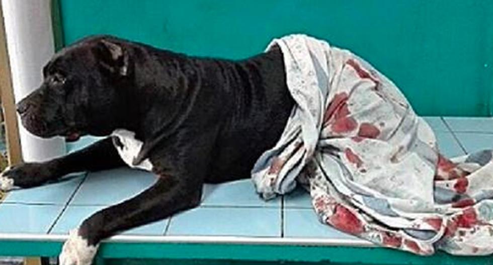 El perro recibió un balazo tras frustrar un asalto en Trujillo, al norte del Perú. (Foto: Noticias Trujillo)
