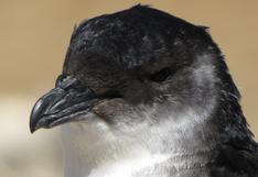 Noticias Sobre Aves El Comercio Peru