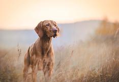 Resistencia de los perros a enfermedades priónicas puede ayudar a desarrollar nuevas terapias