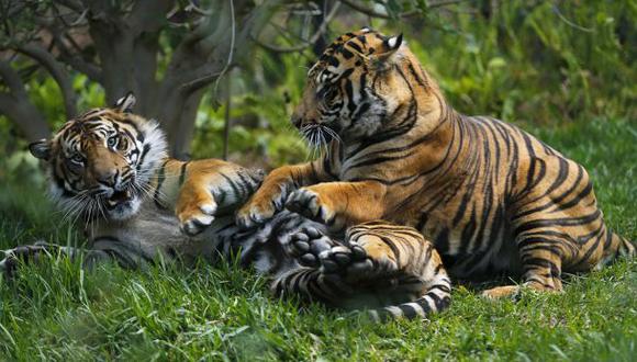 Por primera vez en un siglo sube número de tigres silvestres